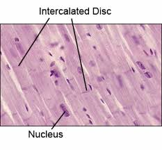 <p>Intercalated discs</p>