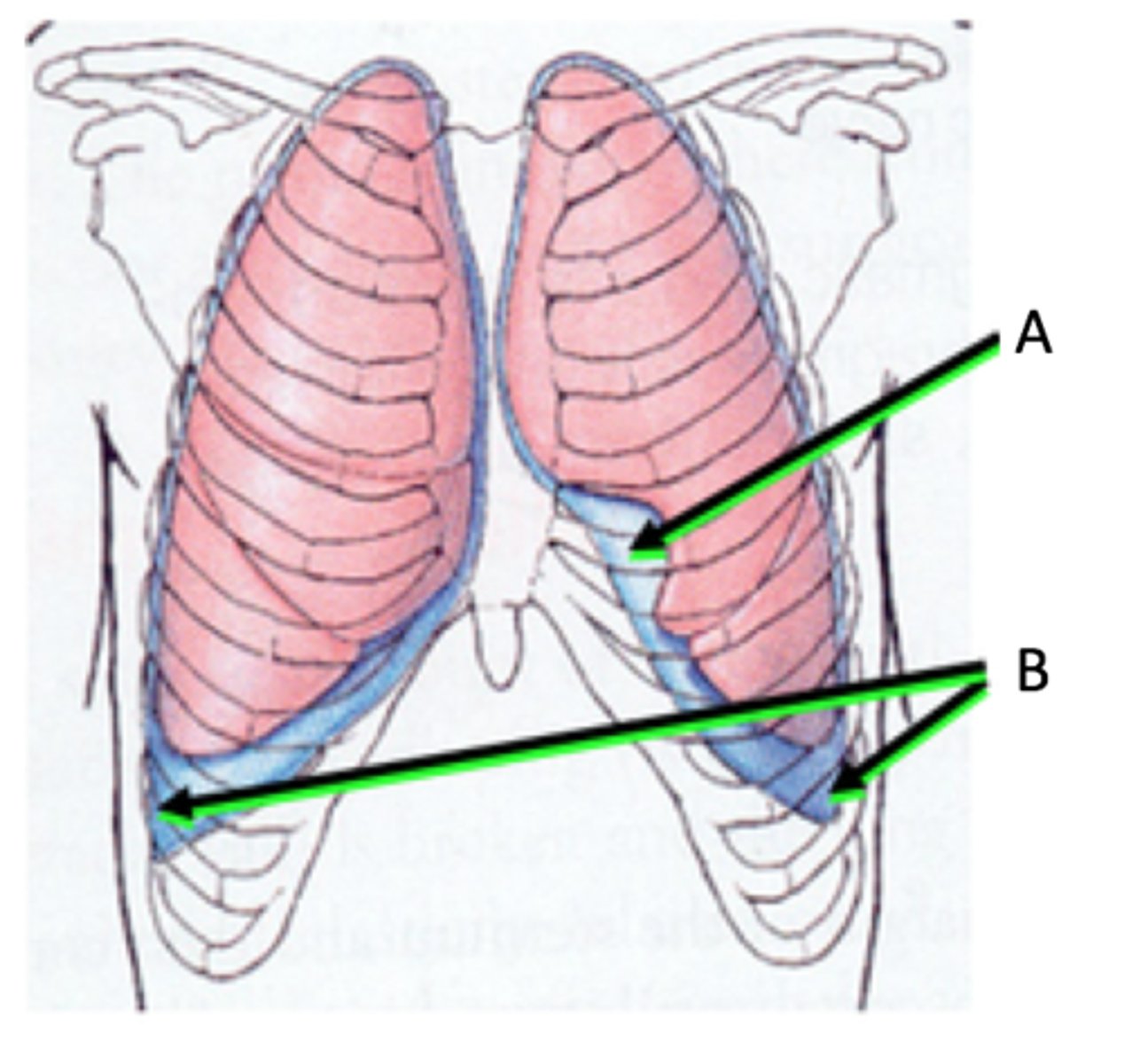 <p>allow lungs to expand into openings</p>