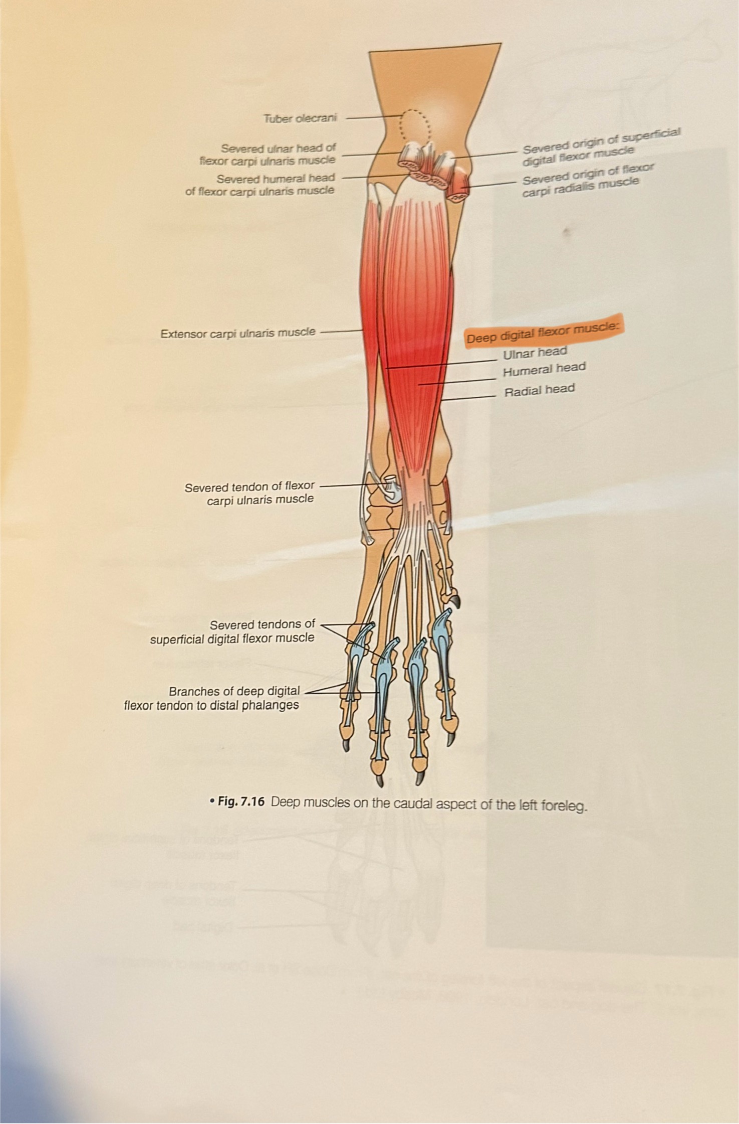 <p>(Caudal Aspect of Limb)</p><ol><li><p>Flexor Carpi Radialis (medial): flexes digits 2 &amp; 3</p></li><li><p>Superficial Digital Flexor (more midline to previous): flexes digits 2 &amp; 5</p></li><li><p>Flexor Carpi Ulnaris (lateral; near wrist): flexes hand</p></li><li><p>Deep Digital Flexor (deep midline): flexes carpus &amp; digits</p></li></ol><p></p>