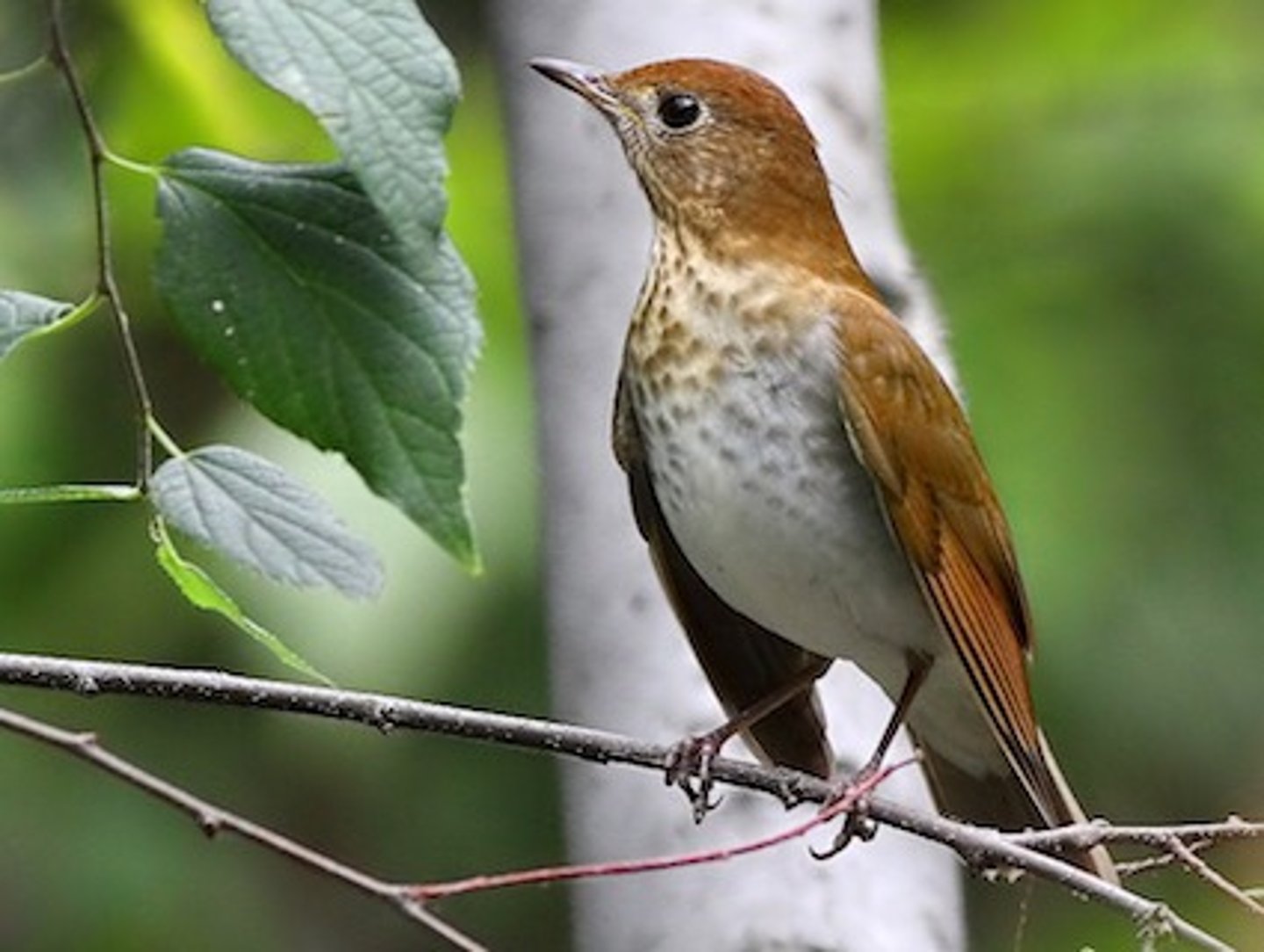 <p>Passeriformes Turdidae</p>
