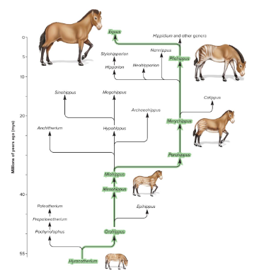 <p>The process in which individuals with greater reproductive success are more likely to pass their genes to future generations. In some individuals, random mutations lead to beneficial alleles, increasing reproductive success and leading to these alleles being passed down to future generations. Genetic changes accumulate as a result and lead to remarkable modification in the characteristics of a species.</p><p>Ex) Horses developed larger sizes, fewer toes, and modified jaws.</p>