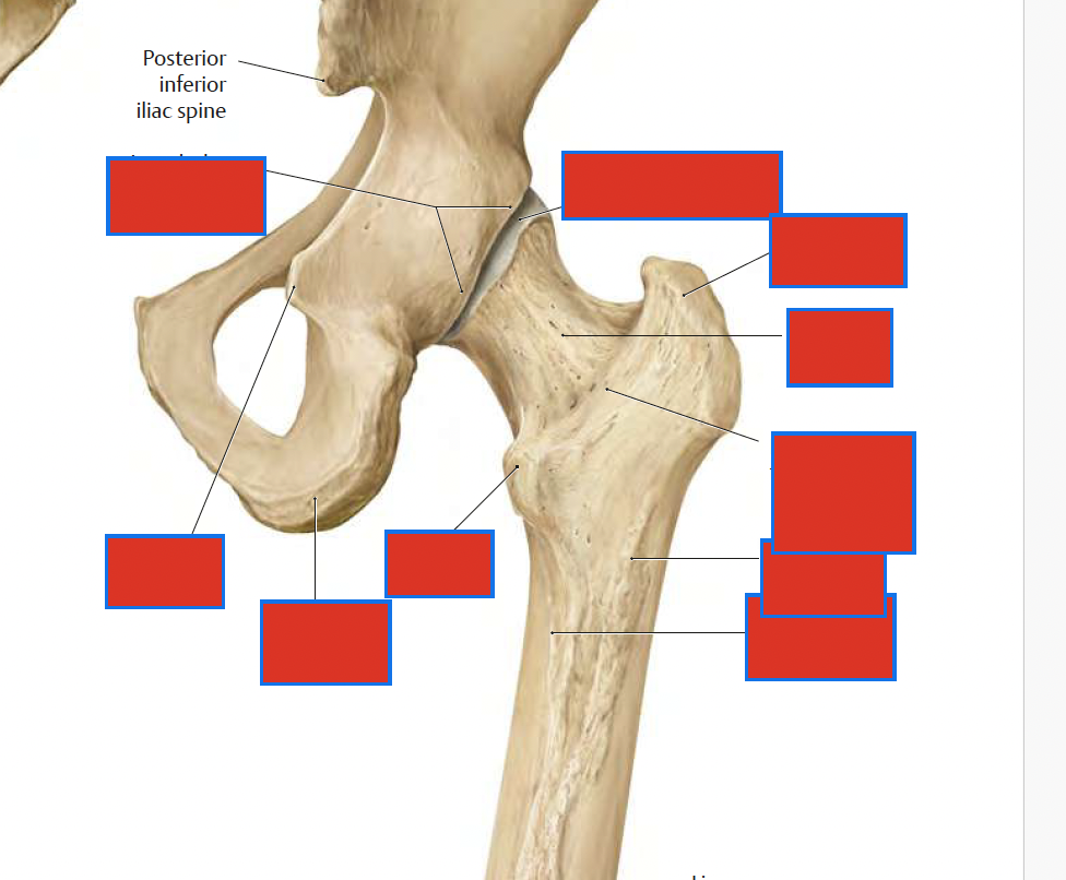 <p>where is the ischial tuberosity </p>