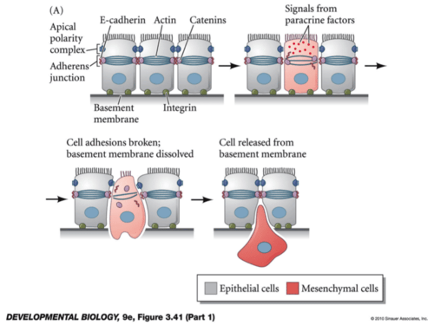 <p>process by which epithelial cells lose their cell polarity and cell-cell adhesion ability, and gain migratory and invasive properties</p><p>- occurs in embryogenesis and cancer progression</p>