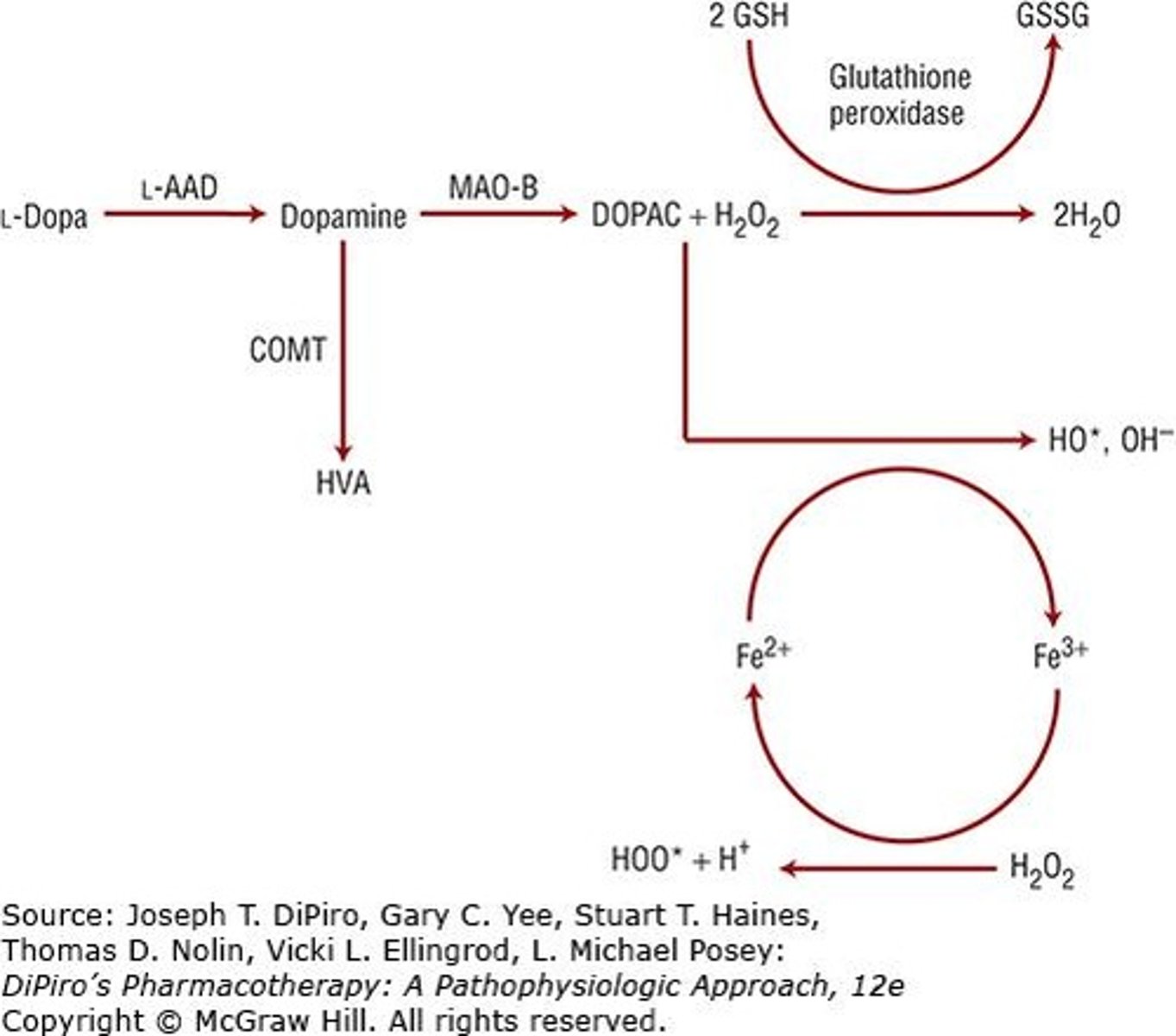 <p>Increased dopamine metabolism leads to higher production of free radicals, contributing to neuronal damage.</p>