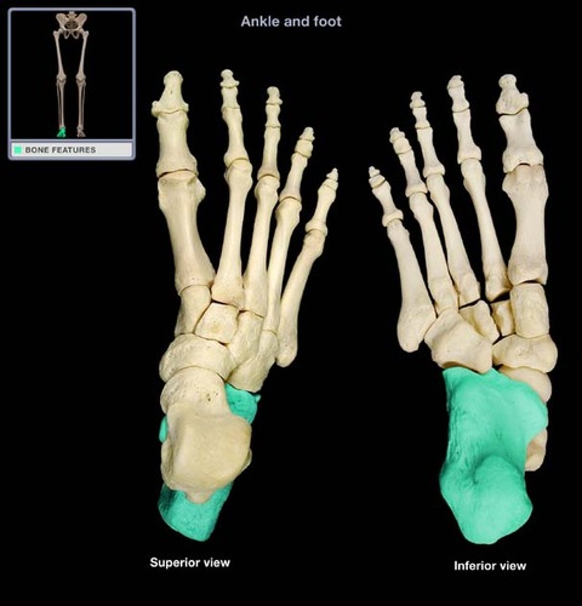 <p>The largest, strongest foot bone.</p>