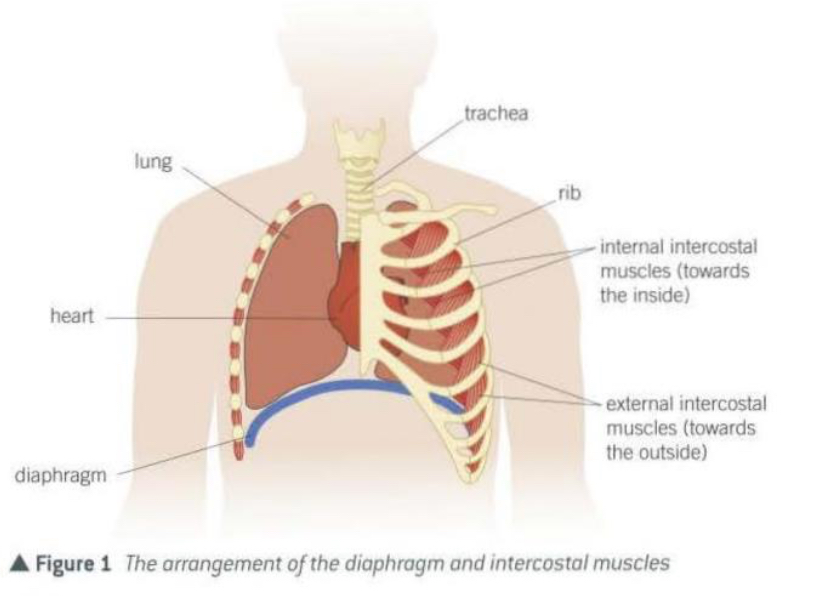 <ul><li><p>Diaphragm </p></li><li><p>Intercostal muscles:</p><ul><li><p>Internal - whose contraction leads to expiration</p></li><li><p>External - whose contraction leads to inspiration.</p></li></ul></li></ul><p></p>