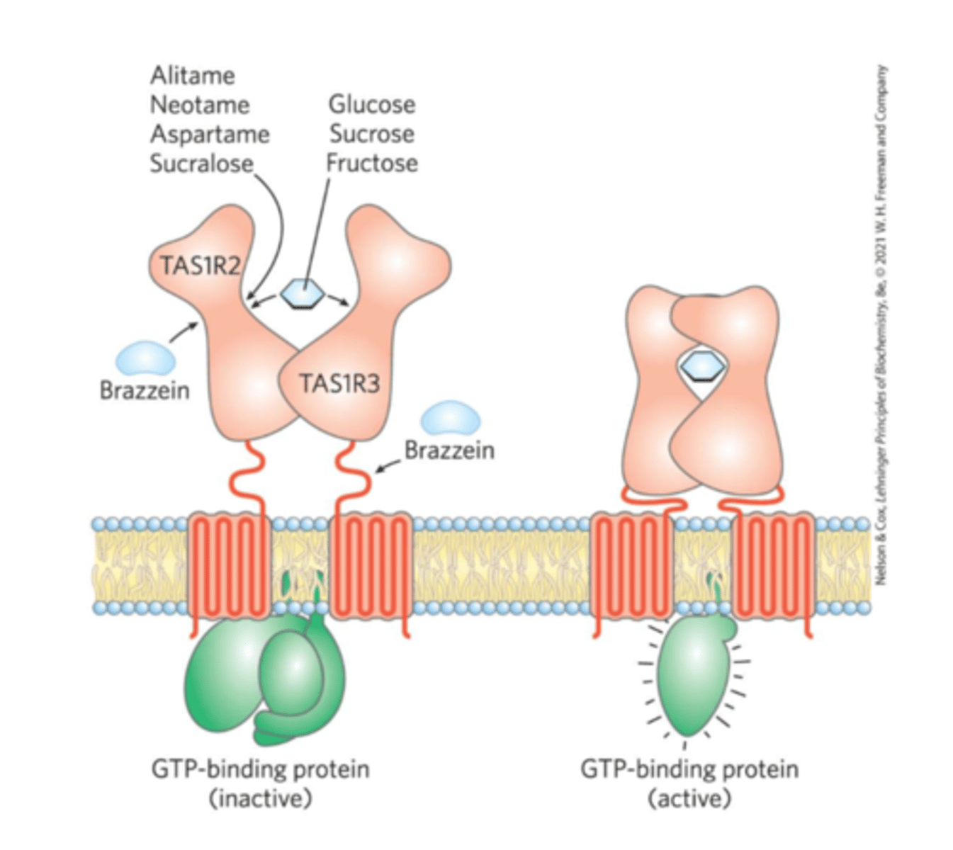 <p>TAS1R2 and TAS1R3 <br>-Binding of a compatible molecule generates a "sweet" electrical signal to the brain<br>-Requires a specific steric match<br>-Artificial sweeteners match the receptor but are not metabolized like normal sugars</p>