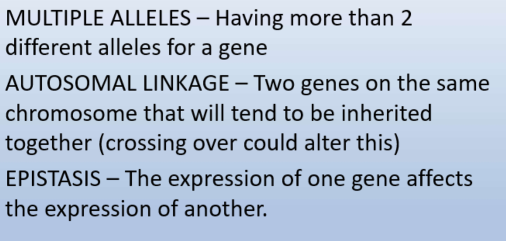 <p>Epistasis: The expression of one gene masks the effect of another gene</p>