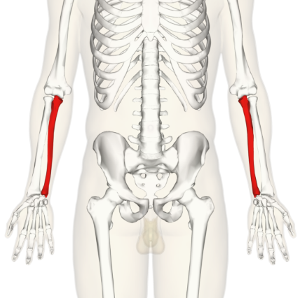 <p>What bone is this?</p>