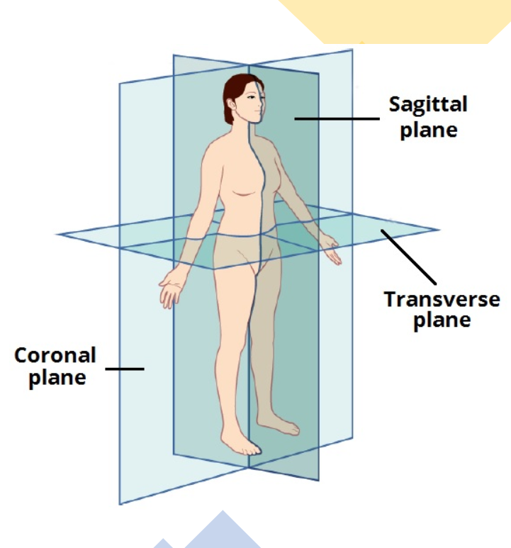 <p>Sagittal</p>