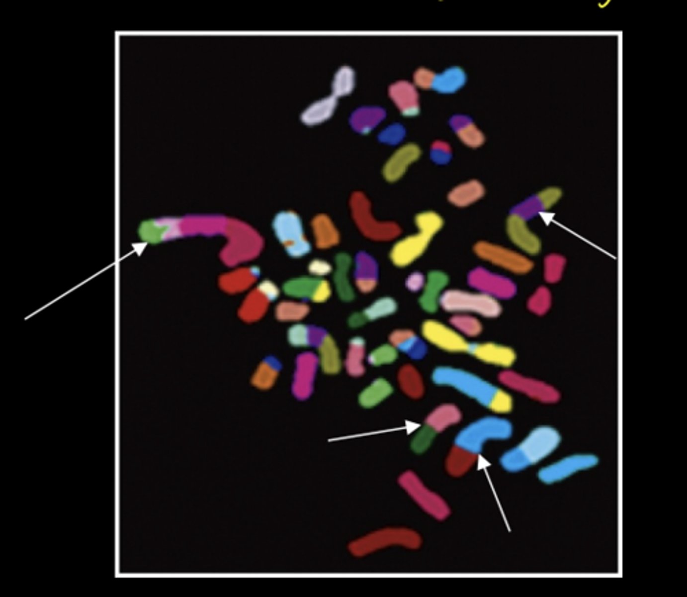 <p>fusion of two chromosomal segments that are not normally attached</p>