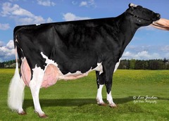 Wisconsin cow Aftershock #3918
produces 3x the average cow or 30 milk gallons per day
