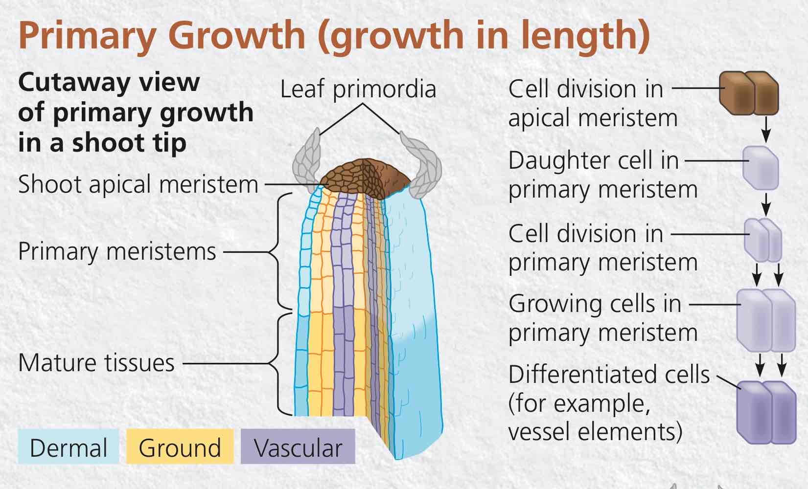 <p>Growth in length, done by apical meristems at tips of shoots and roots.</p>