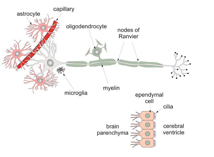 <ul><li><p><strong>Astrocyte:</strong> Supportive glial cells that maintain the blood-brain barrier, provide nutrients to neurons, and maintain ion balance.</p></li><li><p><strong>Capillary:</strong> Small blood vessels that allow exchange of oxygen, nutrients, and waste products between blood and brain tissue.</p></li><li><p><strong>Microglia:</strong> Immune cells in the brain that act as the first line of defense, clearing debris and pathogens.</p></li><li><p><strong>Oligodendrocyte:</strong> Glial cells that create the myelin sheath in the central nervous system (CNS), aiding in faster nerve signal transmission.</p></li><li><p><strong>Myelin:</strong> Fatty substance that insulates axons, speeding up electrical signal conduction.</p></li><li><p><strong>Nodes of Ranvier:</strong> Gaps in the myelin sheath where action potentials are regenerated, speeding up signal transmission via saltatory conduction.</p></li><li><p><strong>Brain parenchyma:</strong> The functional tissue of the brain, including neurons and glial cells.</p></li><li><p><strong>Ependymal cell:</strong> Cells lining the ventricles of the brain and spinal cord, producing and circulating cerebrospinal fluid (CSF).</p></li><li><p><strong>Cilia:</strong> Hair-like structures on ependymal cells that help circulate cerebrospinal fluid.</p></li><li><p><strong>Cerebral ventricle:</strong> Cavities in the brain that contain cerebrospinal fluid (CSF), cushioning and protecting the brain.</p></li></ul><p></p>