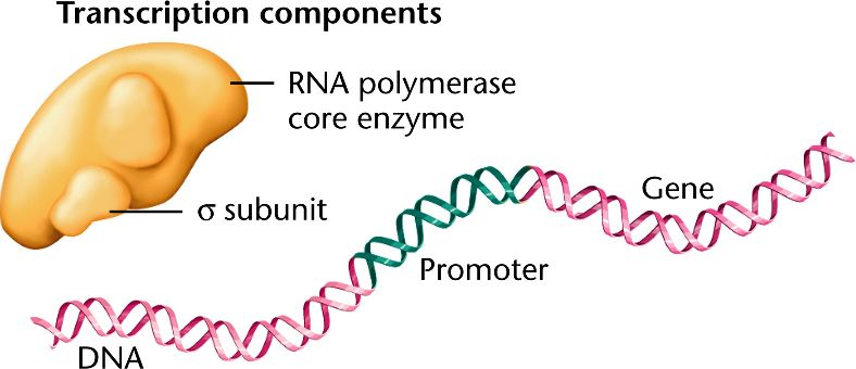 <p>a detachable component of bacterial RNA polymerase that guides the core enzyme to specific promoter sequences, enabling accurate transcription initiation. Without it, RNAP cannot recognize promoter regions.</p>
