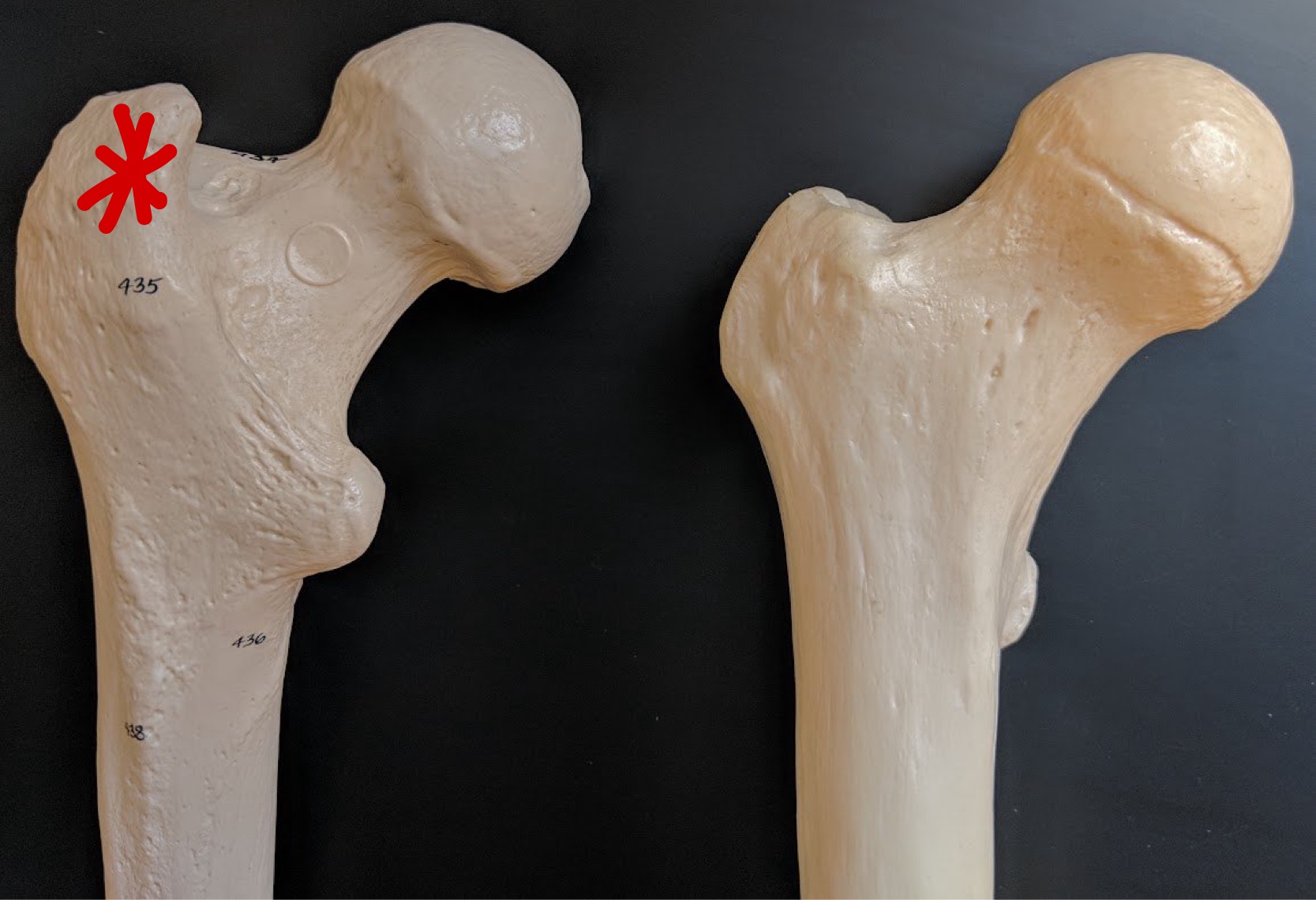 <p>Name this structure</p>