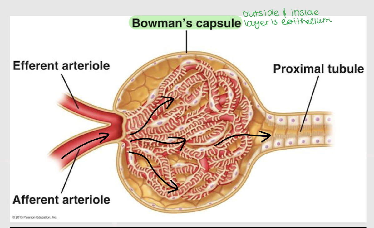 <p>epithelium</p>