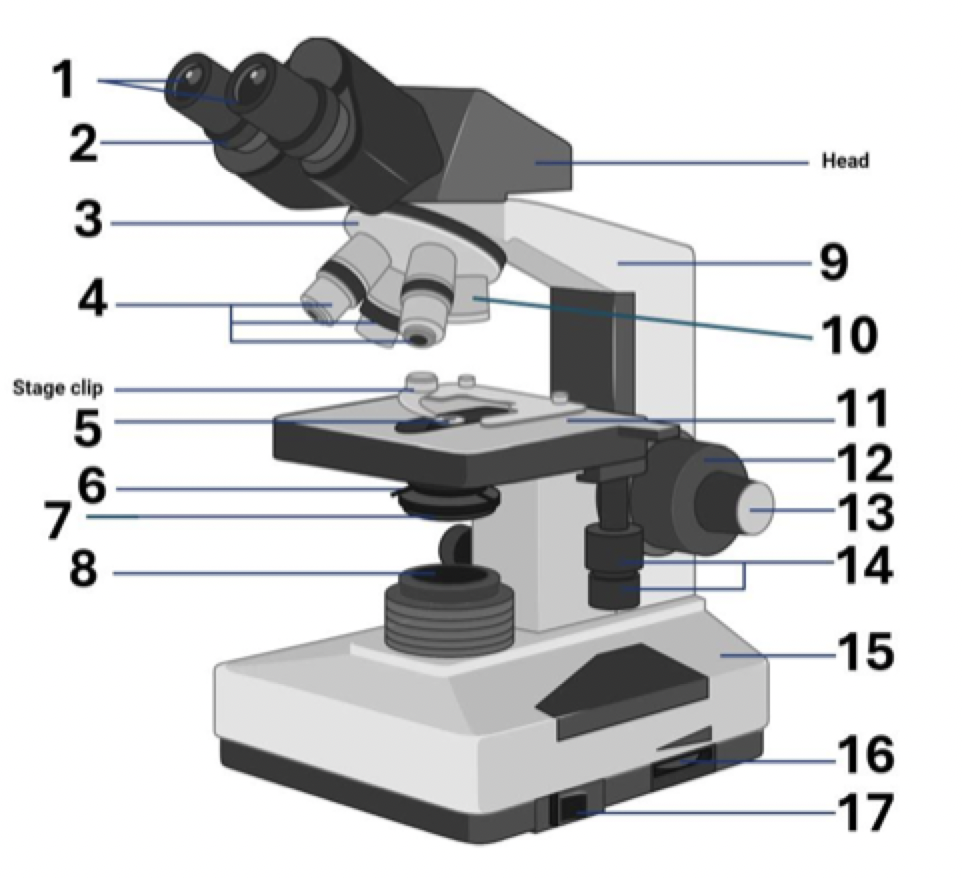 <p>17?</p>