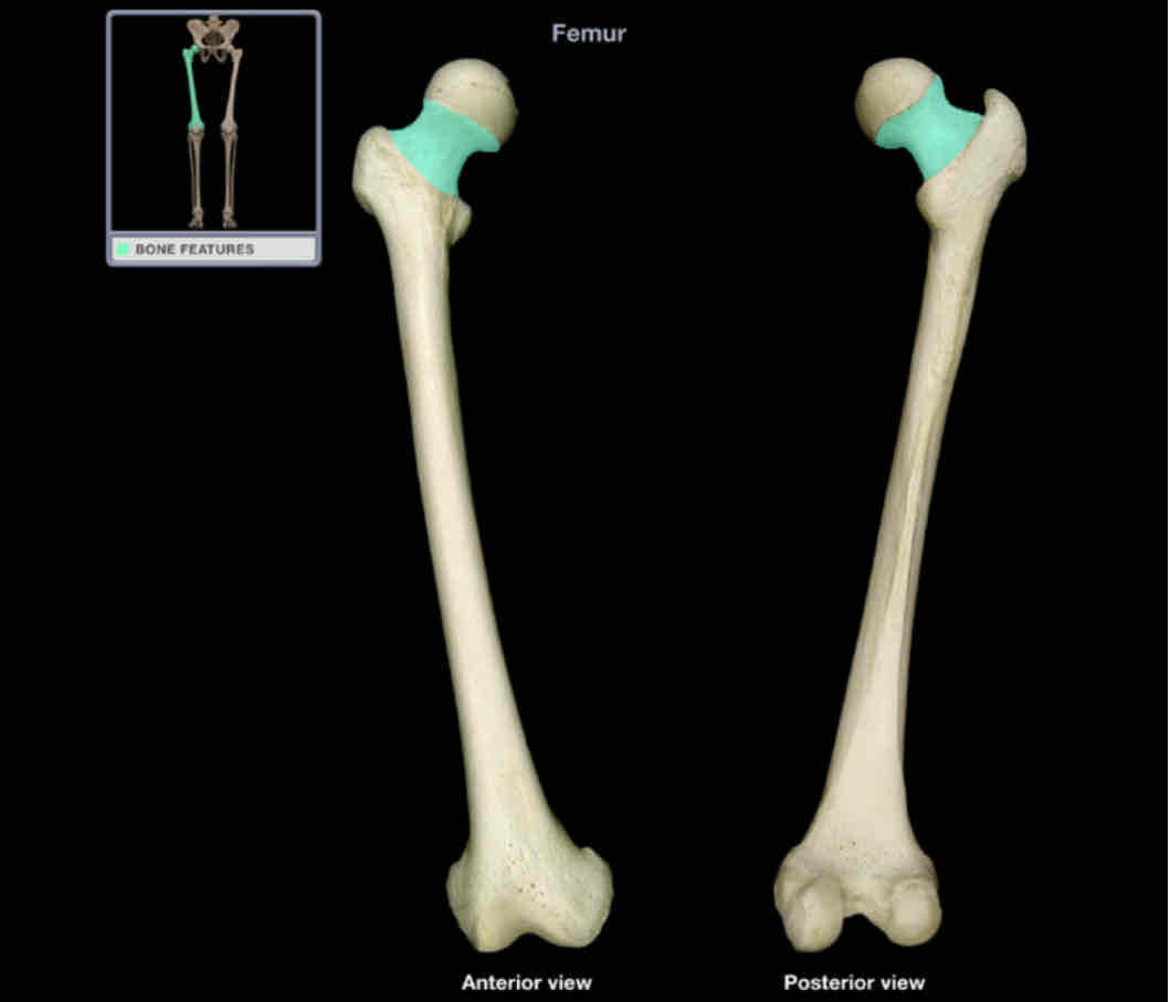 <p>Neck of femur </p>