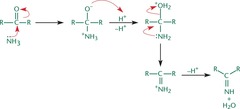 <ul><li><p>Ammonia (NH3) is added to the carbonyl, resulting in the elimination of water, and generating an imine.</p></li><li><p>Imine can undergo tautomerization and form enamine</p></li><li><p>Example of condensation reaction since a small molecule is lost during the formation of a bond between two molecules.</p></li></ul>