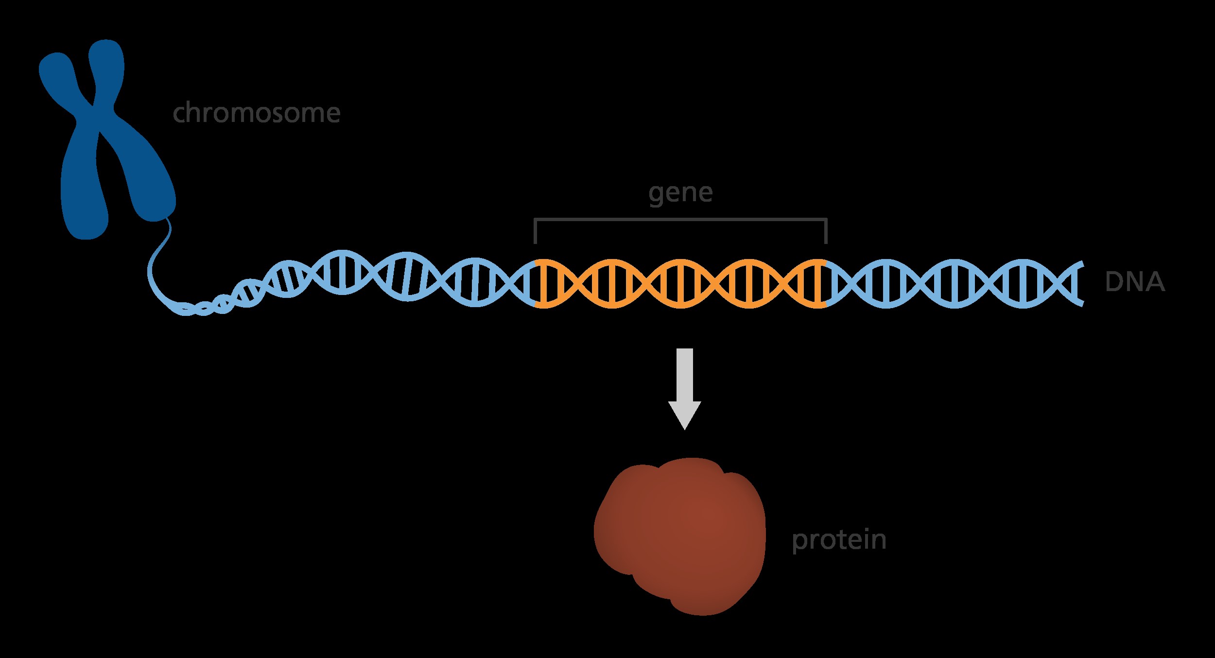 <p>a section of DNA </p>