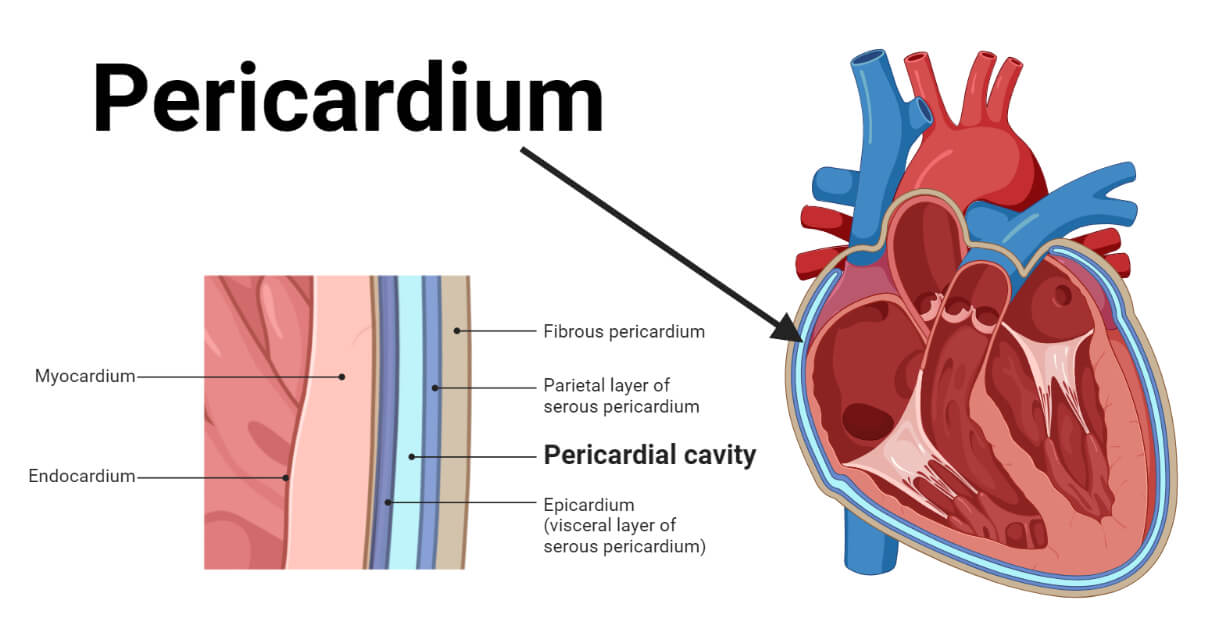 <p>Pericardial Cavity</p>