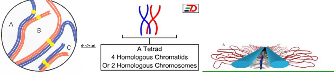 <p>Synapsis: Homologous chromosomes line up with each other into homologous chromosomes pairs</p><p>→ bivalent or tetrad chromosomes: paired chromosomes</p><p></p><p>Synapsis is facilitated by the synaptonemal complex:</p><p>protein structure that closes in a zipper-like fashion, ensuring proper pairing</p>
