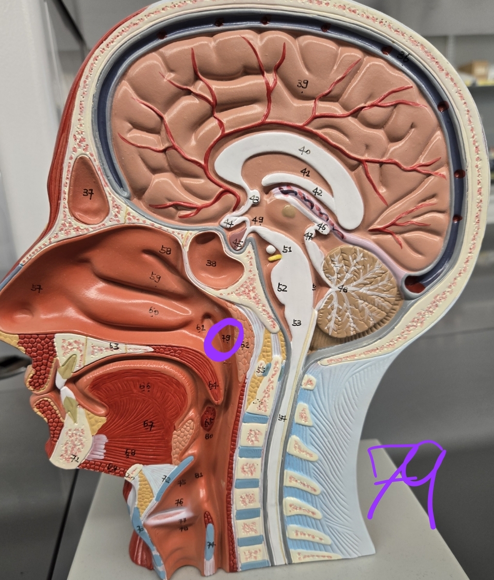 <p>Half head model: what structure is this?</p>