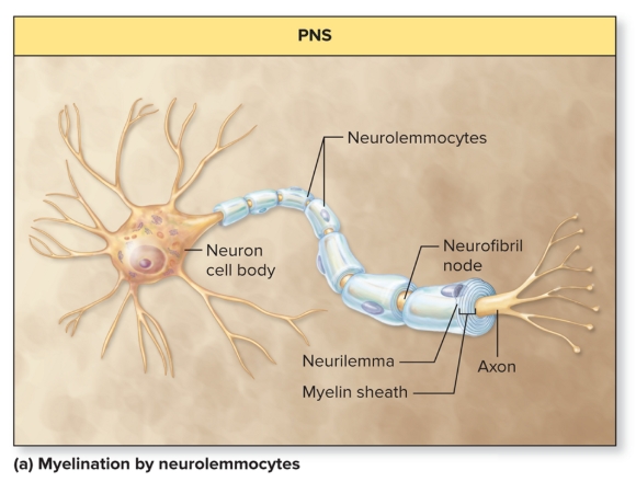 <p>Myelin in PNS</p>