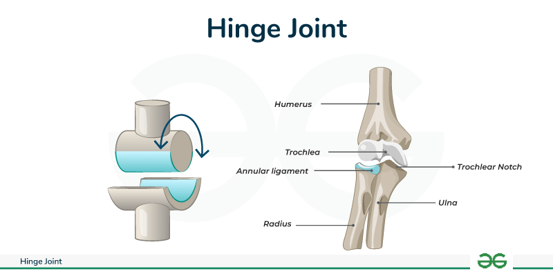 <ul><li><p><strong>Structure</strong>: Convex surface of one bone fits into the concave surface of another.</p></li><li><p><strong>Movement</strong>: Allows movement in one direction (like a door hinge).</p></li><li><p><strong>Types of Movement</strong>: Flexion and extension.</p></li><li><p><strong>Examples</strong>: Knee, elbow.</p></li></ul>