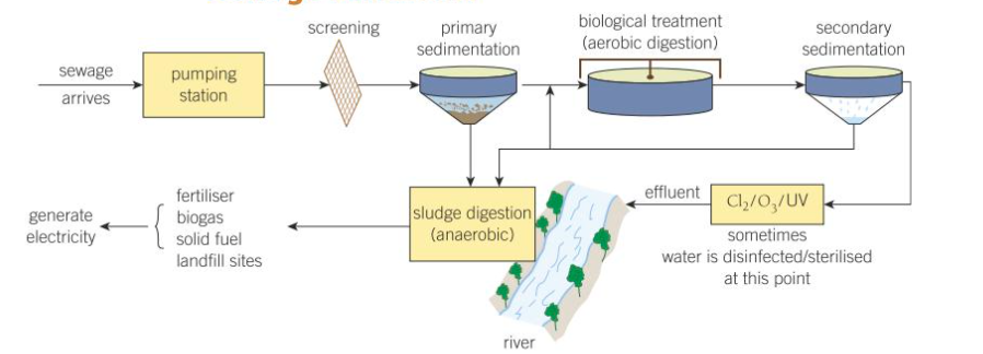 <ul><li><p>screening - large solid objects are removed</p></li><li><p>primary treatment - solid sediments settle out from the mixture and the <mark data-color="purple" style="background-color: purple; color: inherit">sludge</mark> is piped to a storage tank for further treatment</p></li><li><p>secondary treatment - <mark data-color="purple" style="background-color: purple; color: inherit">useful bacteria</mark> feed on an remaining organic matter and harmful microorganisms and break them down <mark data-color="purple" style="background-color: purple; color: inherit">aerobically</mark>, then the tank is aerated</p></li><li><p>final treatment - the useful bacteria settle at the bottom of the tank and removed</p></li></ul><p></p>