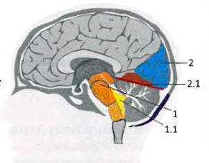 <p>Brzusznie: </p><p>1.1 Fourth ventricle</p><p>1.2 Superior cerebellar penducle</p><p>1.3 Middle cerebellar peduncle</p><p>1.4 Inferior cerebellar peduncle</p><p>Grzbietowo: </p><p>- Occipital lobes</p><p>2.1 Cerebellar tentorium</p>