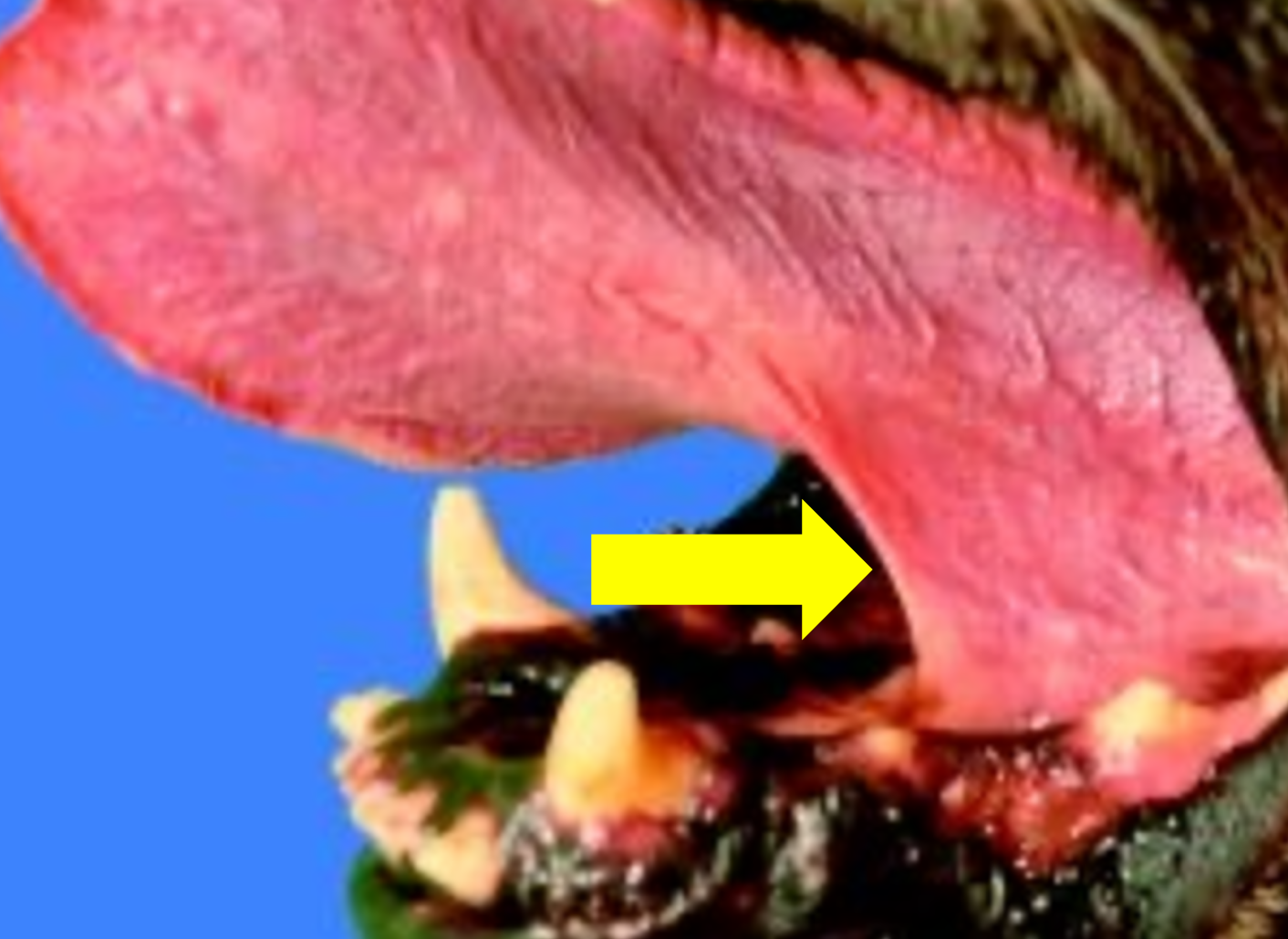 <ul><li><p>A fold of tissue that attaches the tongue to the floor of the mouth</p></li></ul><p></p>