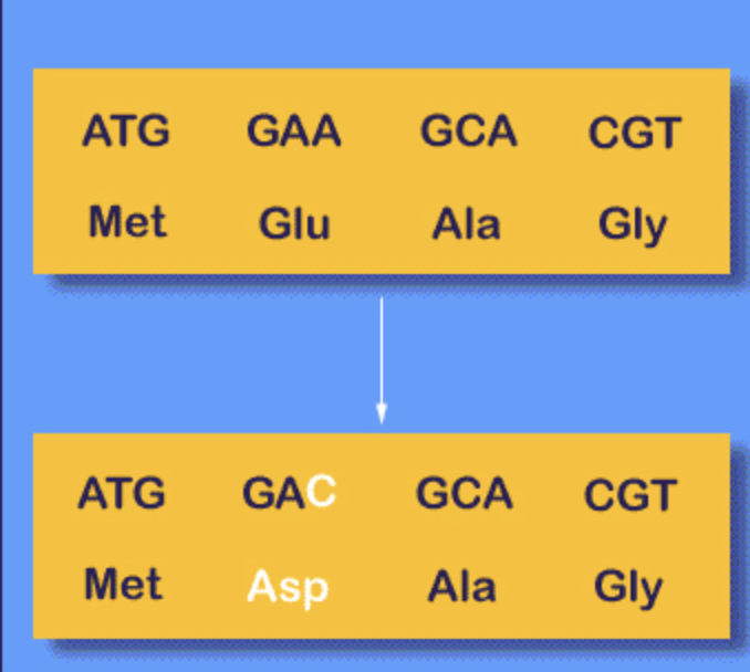 <p><span>A type of </span><strong>point mutation</strong><span> where </span><strong>a single nucleotide change leads to a different amino acid being incorporated</strong><span> into the protein, resulting in a protein with a </span><strong>potentially altered function</strong></p>