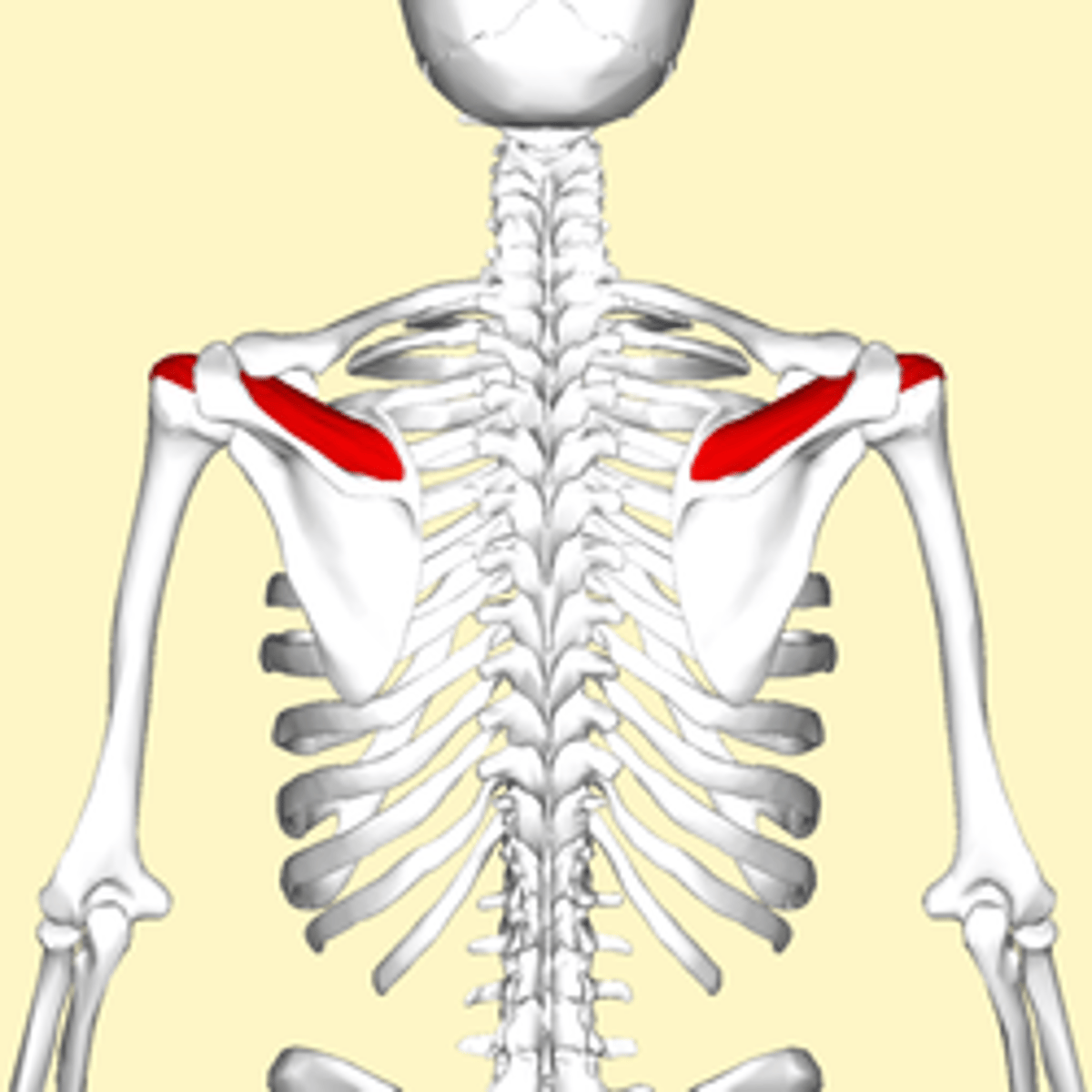 <p>-Origin supraspinous fossa of scapula</p><p>-Insertion superior facet of greater tubercle of humerus</p><p>-Nerve suprascapular nerve</p><p>-Actions abduction of arm and stabilizes humerus</p>