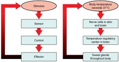 Stimulus,sensor,input signal, integrating, output signal, target and Responsive