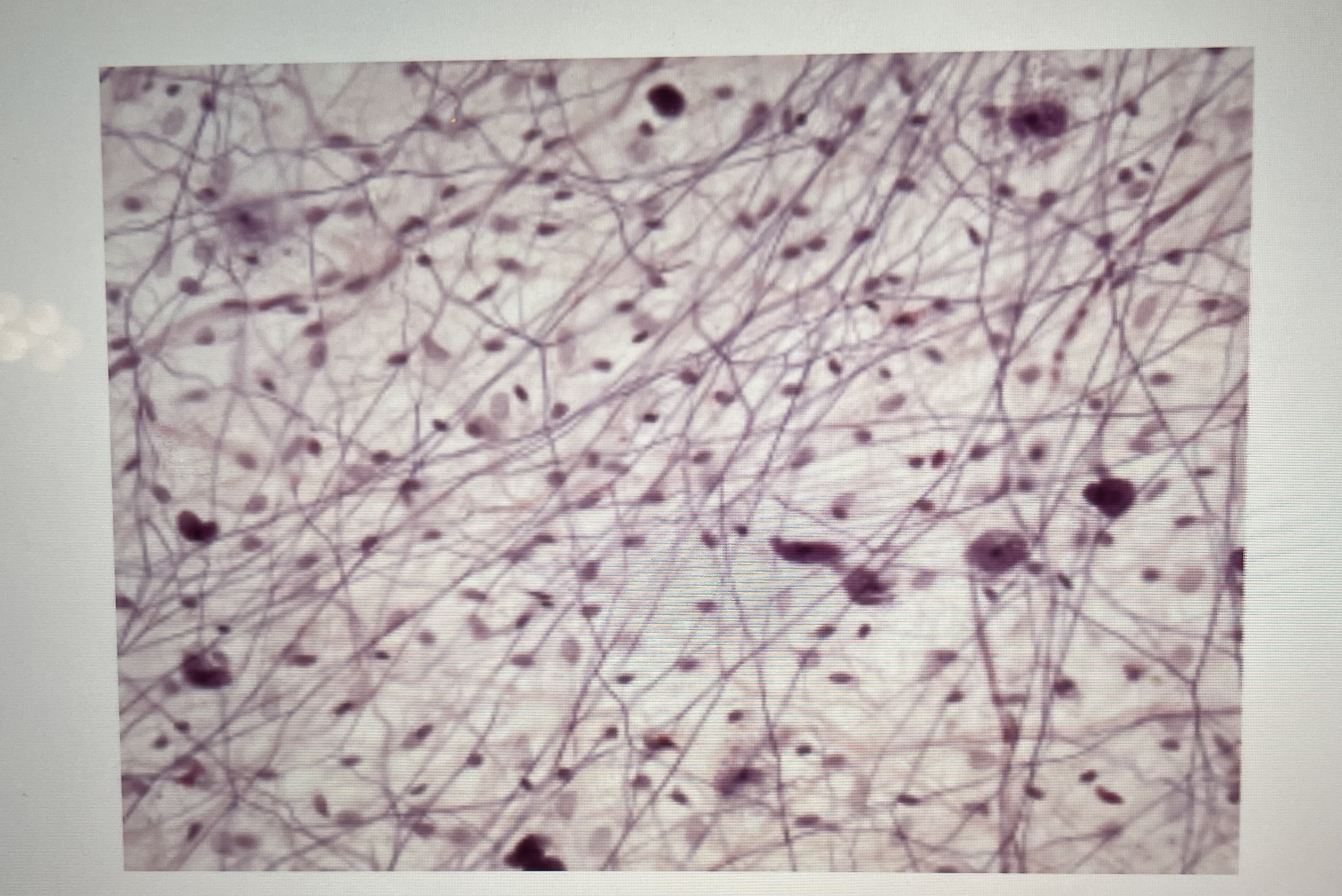 The tissue in the light micrograph above is 