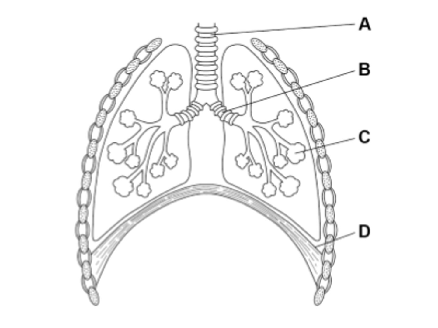 <p>C is the alveoli which is where gas exchange takes place in the lungs.</p>