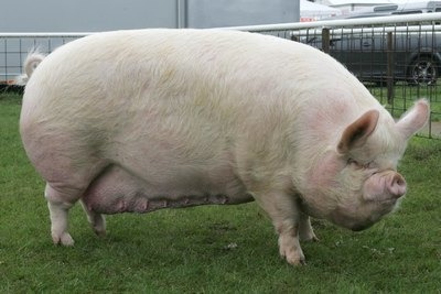 <p>ultra-concave face, prickears, fatter than large white, more smushy face, semi-extensive</p>
