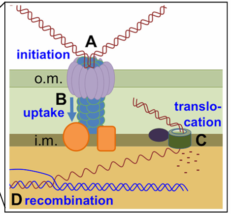 <ul><li><p>genes transferred from one bacterium to another as&nbsp;“naked” DNA</p></li><li><p>aka direct uptake of foreign DNA, usually single strand</p></li><li><p>results in bacteria with new traits (transformants)</p></li></ul><p></p>
