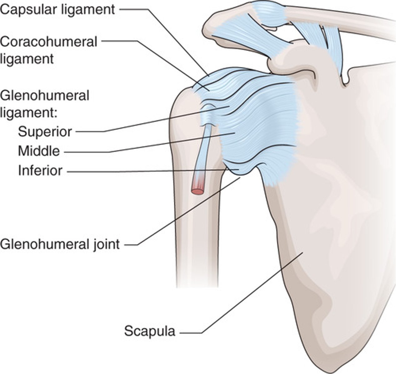 <p>The shoulder joint is the articulation between the head of the humerus and the glenoid fossa of the scapula.</p><p>The ligaments of the shoulder joint include the capsular ligament, the glenohumeral ligament (superior, inferior, and middle sections), and the coracohumeral ligament.</p>