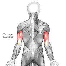 <p>BACK OF ARM Origin: Scapula and Humerus Insertion: Olecranon of Ulna Action: Extension of elbow</p>