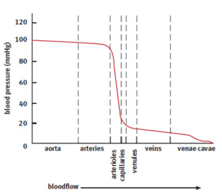 <p>measure of the force per unit area exerted on the wall of the blood vessels; expressed as a ratio of the systolic (ventricular contraction) to diastolic (ventricular relaxation) pressures; normal between 90/60 and 120/80; regulated using baroreceptors in the walls of the vasculature</p><p>ΔP = CO × TPR</p><p>where ΔP is the pressure differential across the circulation, CO is the cardiac output, and TPR is the total peripheral (vascular) resistance</p>