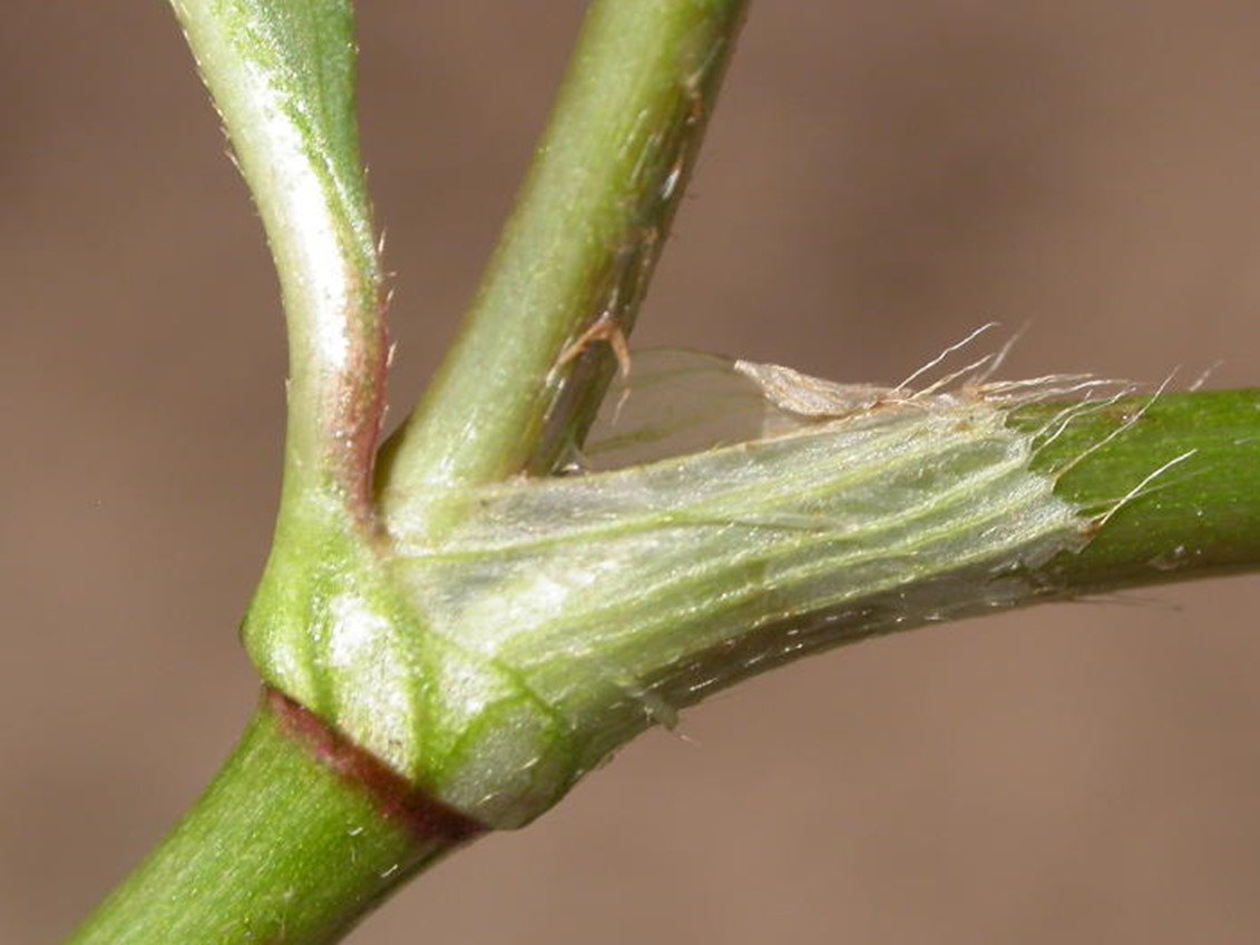 <p>Polygonaceae family; a papery sheath that encloses the stem at the nodes, a fusion of 2 stipules</p><p>Examples: Pennsylvania smartweed, Ladysthumb</p>