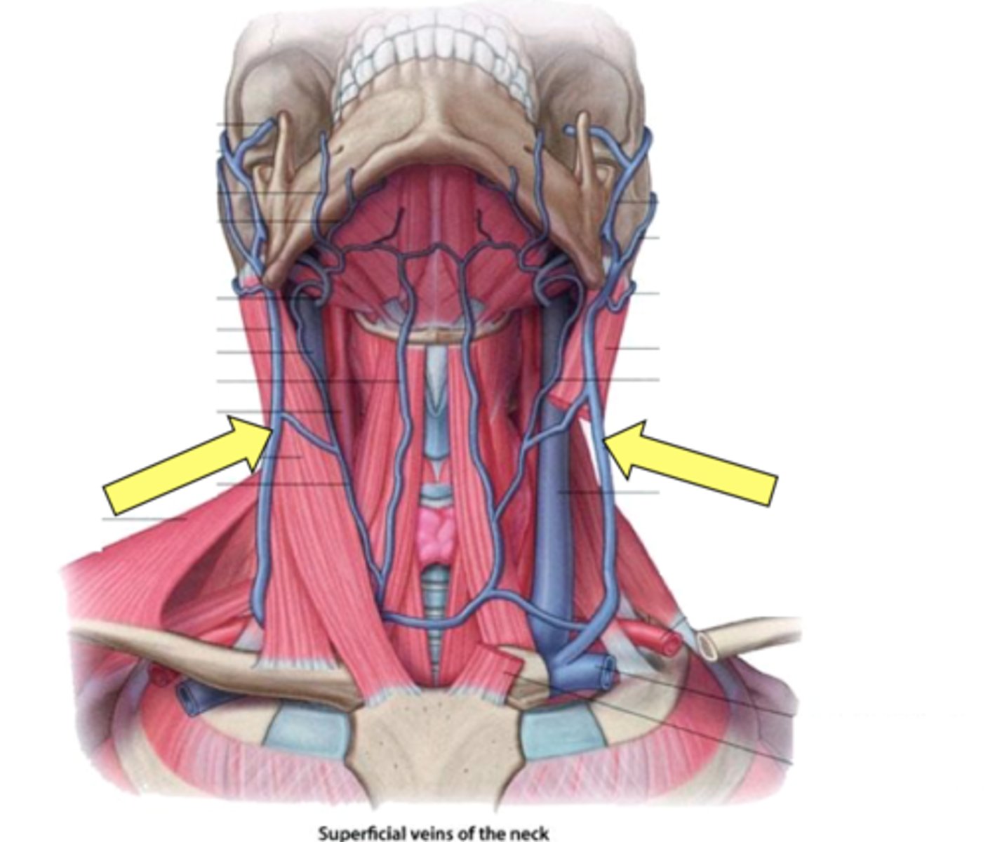<p>Name this structure.</p>