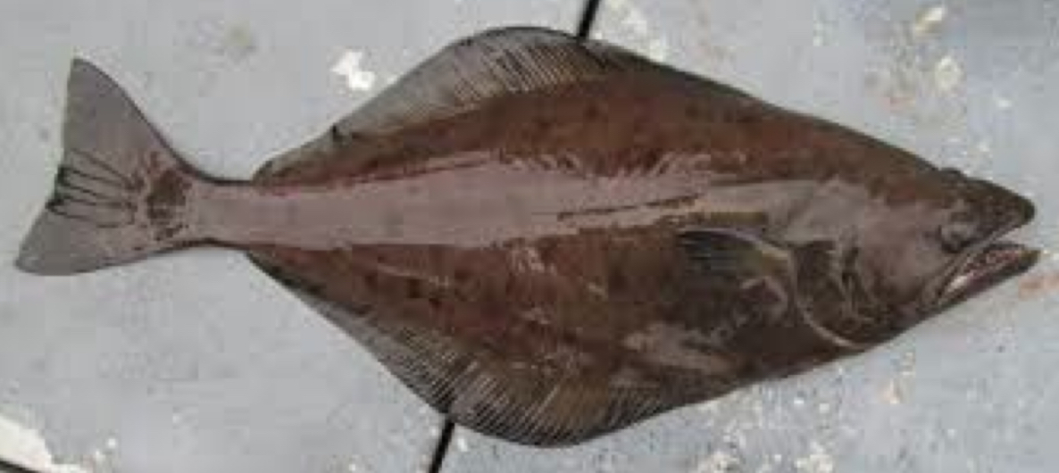 <p>Dextral flatfish with a large mouth, its eye is visible from the blind side</p>