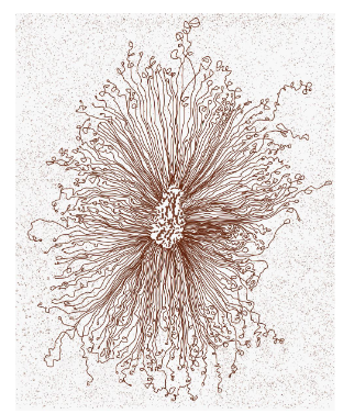 <p>Adjacent microdomains can be further organized into these loop structures of 800-1,000 kbp.</p>