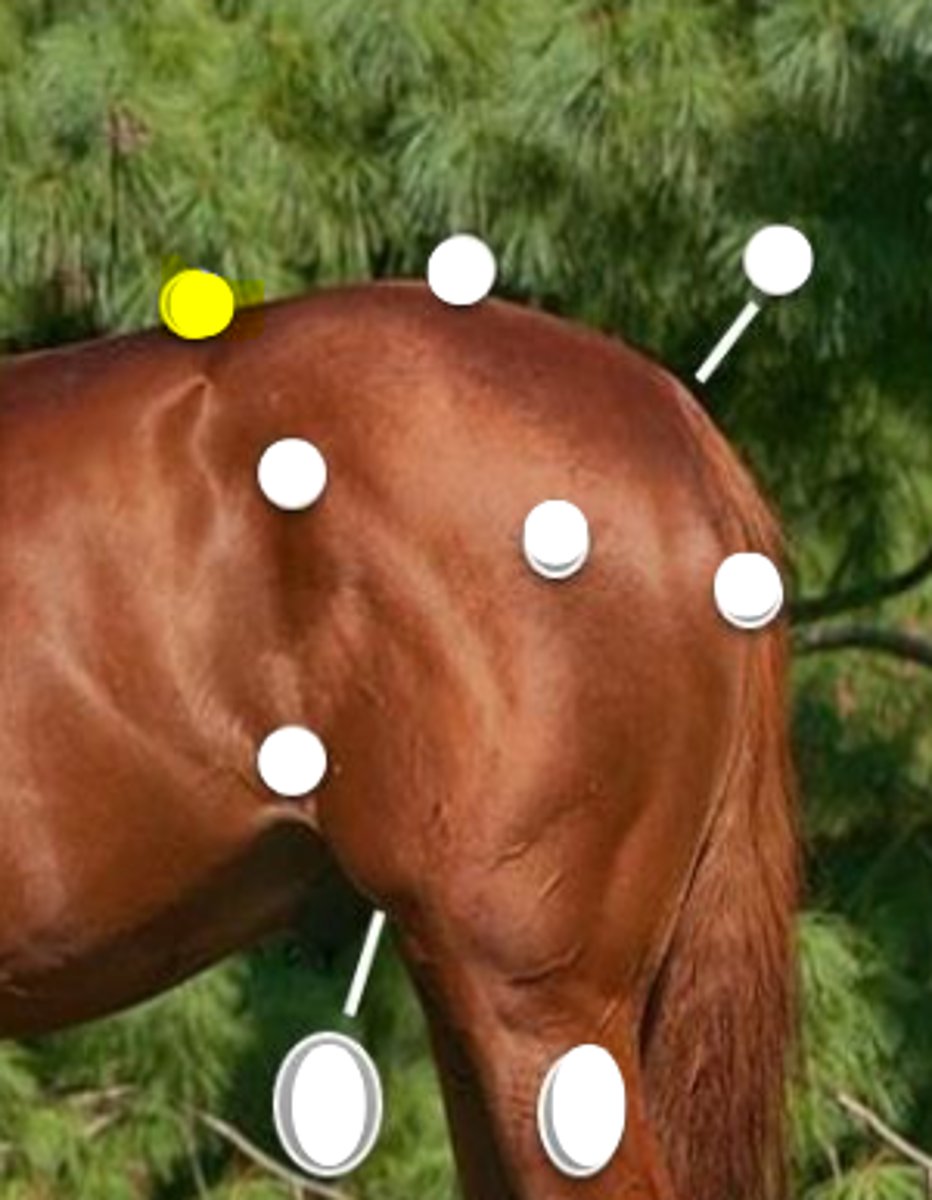 <p>What is body part is indicated on the image</p>