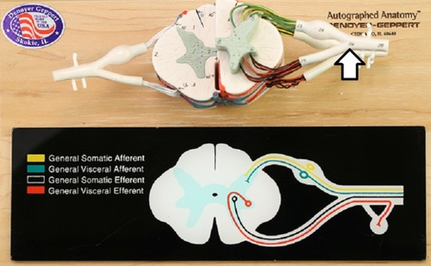 <p>Sensory and Motor nerves make this up, begins in ventral grey horn, and innervates muscles at neuromuscular junction</p>