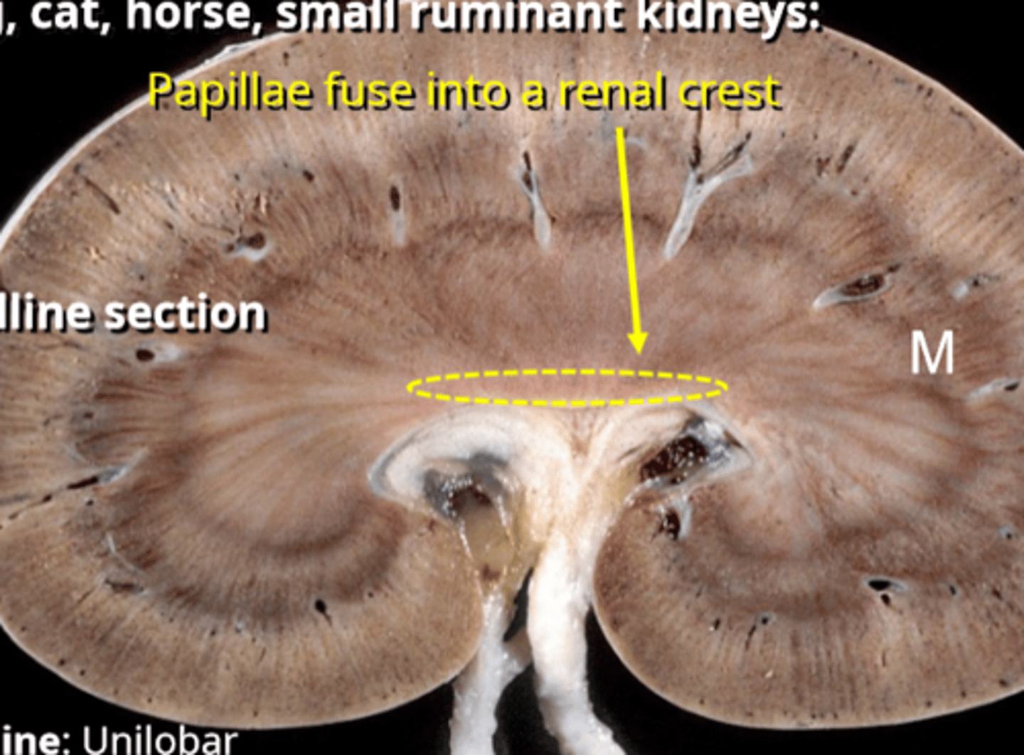 <p>crest, only seen on a top to bottom cut, not transverse</p>